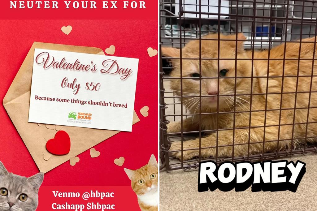 NJ animal shelter offers ‘neuter your ex for Valentine’s Day’ kitty special