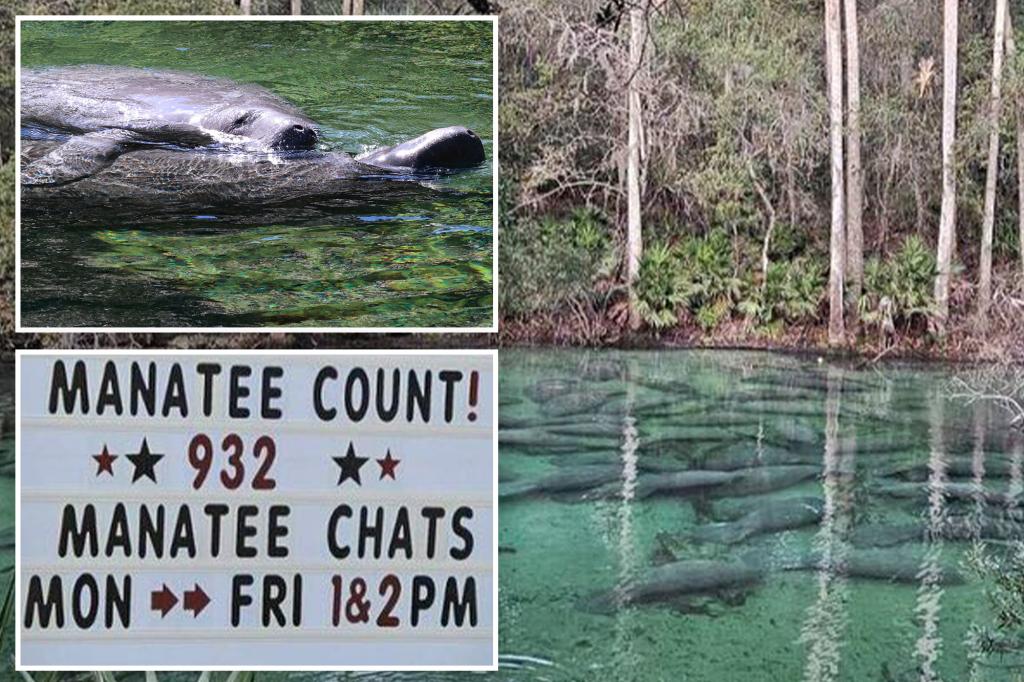 Nearly 1K manatees spotted in record-breaking swim at Florida park