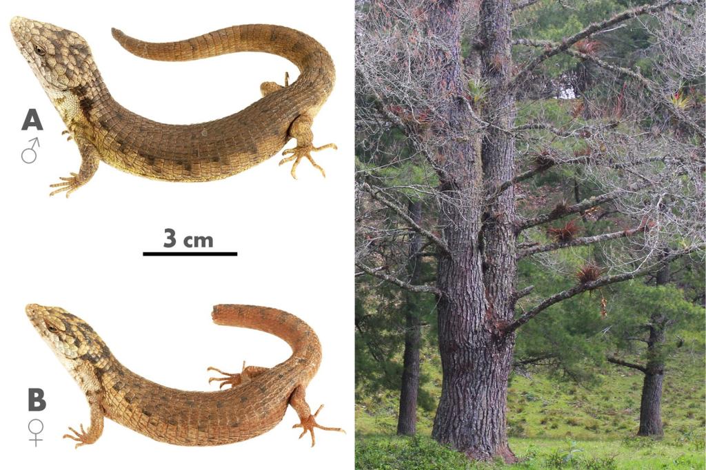 New species of ‘unusually large’ alligator-like lizard discovered in treetops of Mexico