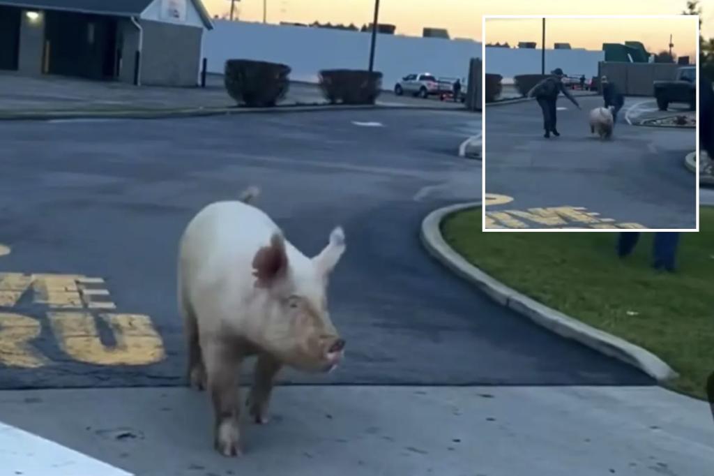 Ohio state troopers catch loose pig at McDonald’s drive-thru: video