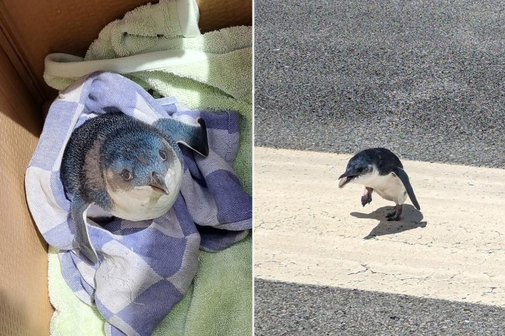 Penguin on runway causes delays at New Zealand airport: ‘A very unusual occurrence’