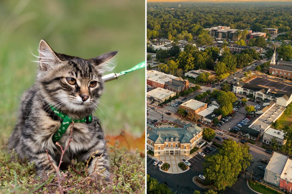 Pet owners in North Carolina town will be fined if cats are unleashed