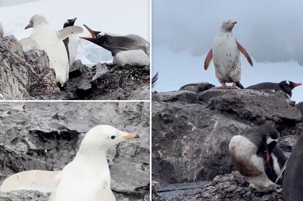 Rare white penguin spotted at scientific base in Antarctica