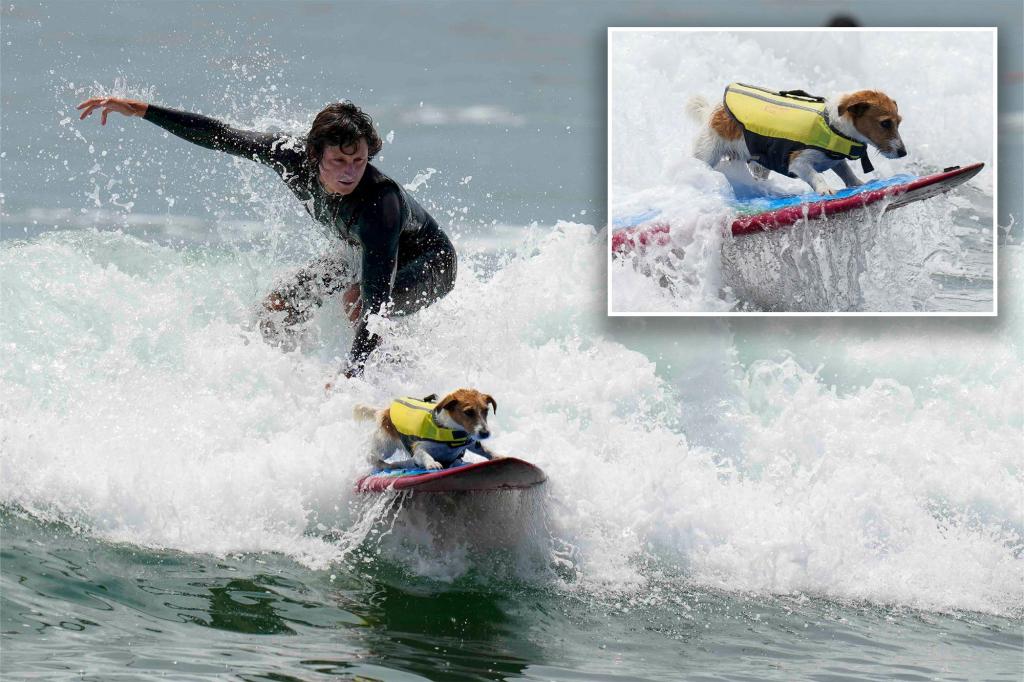 Surf’s pup! Meet the Jack Russell who loves to ride the waves of Peru