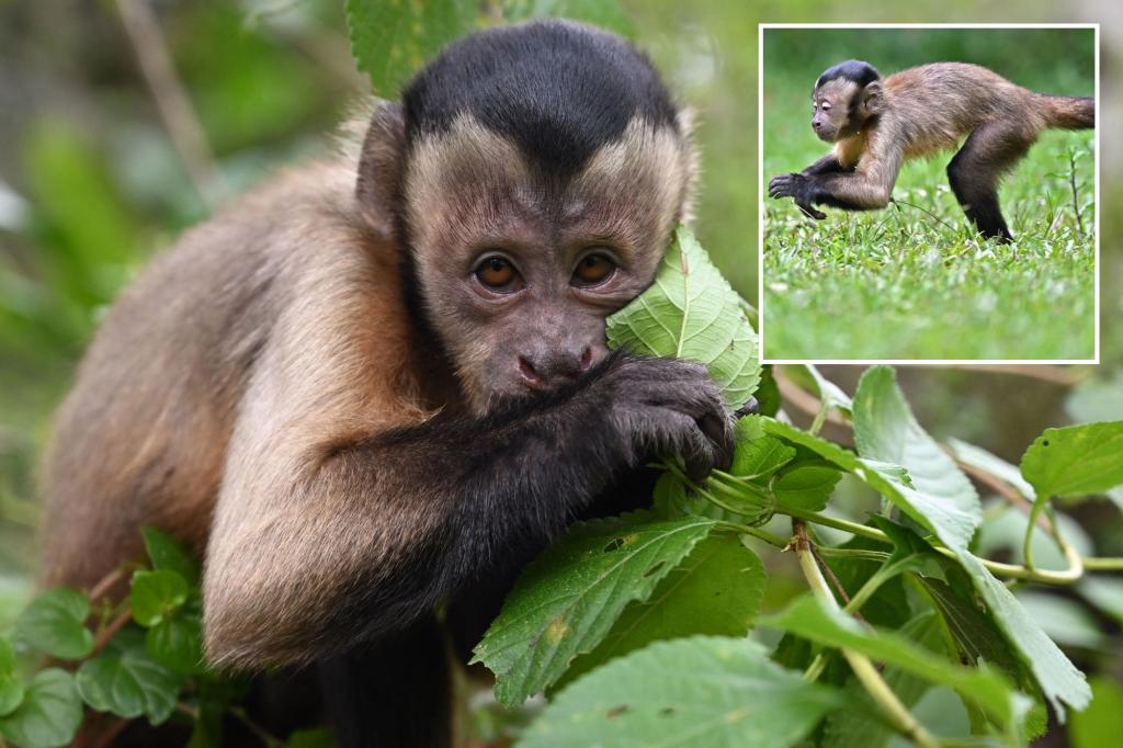 Wild capuchin monkey, Charlie, on the loose in Ireland after escaping from sanctuary: ‘He’ll bite you’
