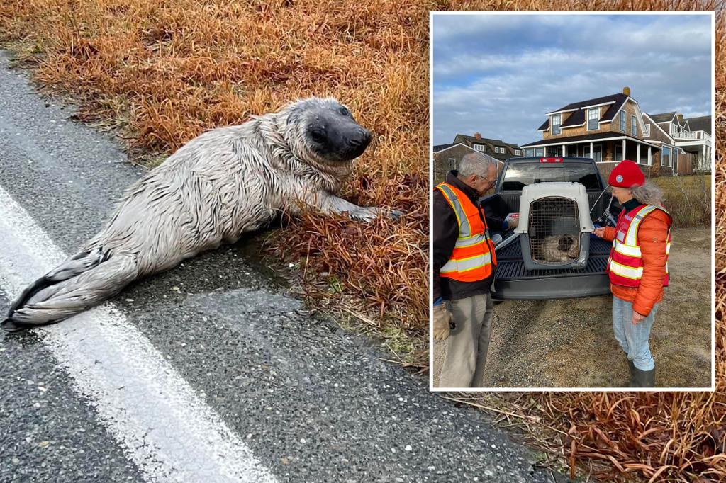 ‘Feisty’ seal pup found in the middle of a Nantucket roadway