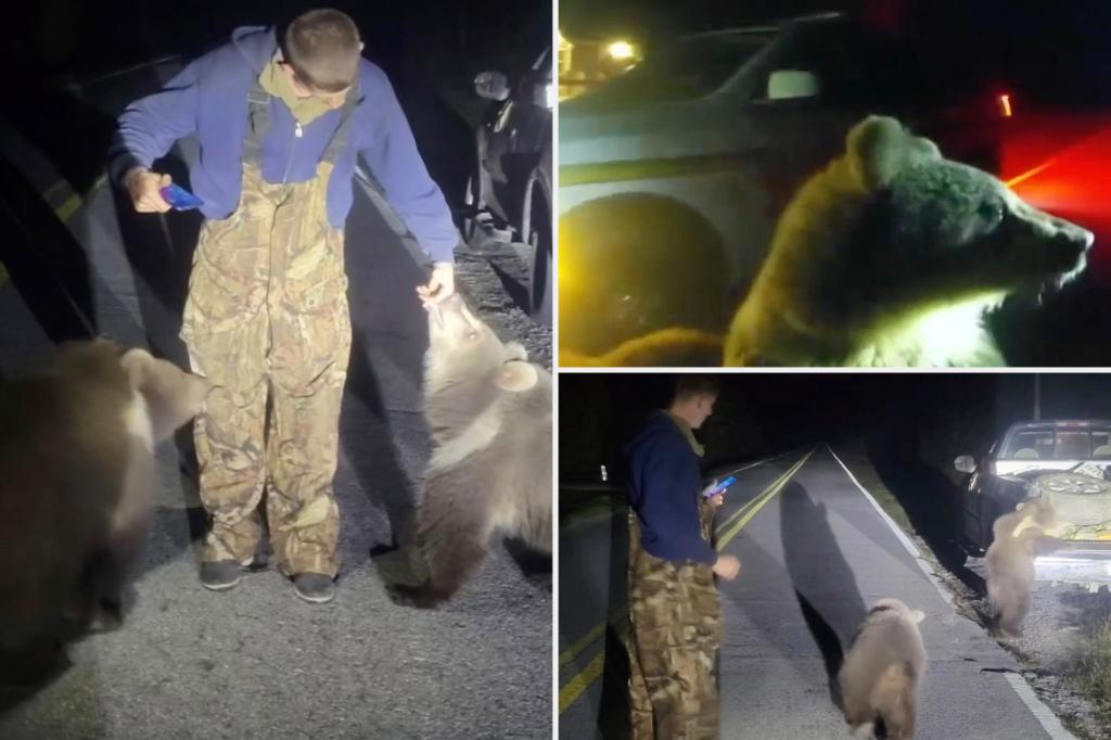 Alaskan bear cubs found more than 3,600 miles away from home on a Florida road
