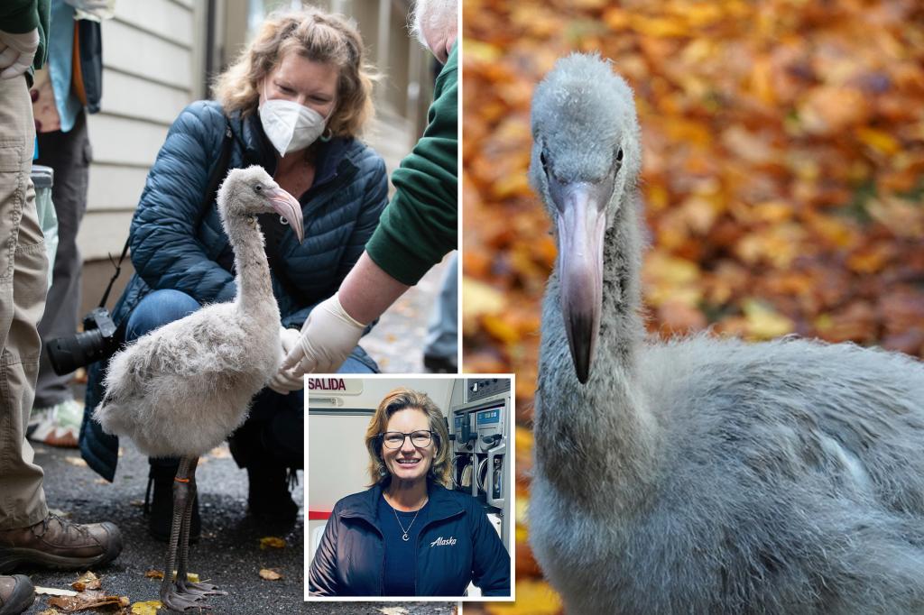 American Airlines flight attendant meets rare baby flamingos who hatched from eggs she helped save midflight