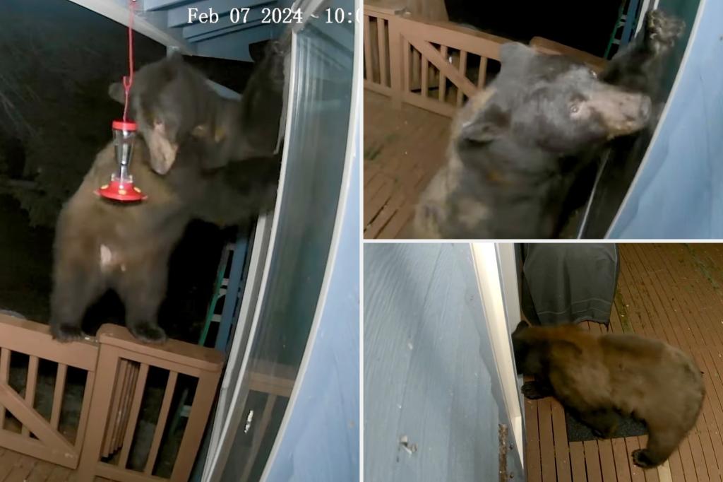 Bear seen in ‘entertaining’ video trying to break into Washington home through doggie door: ‘A little worried’