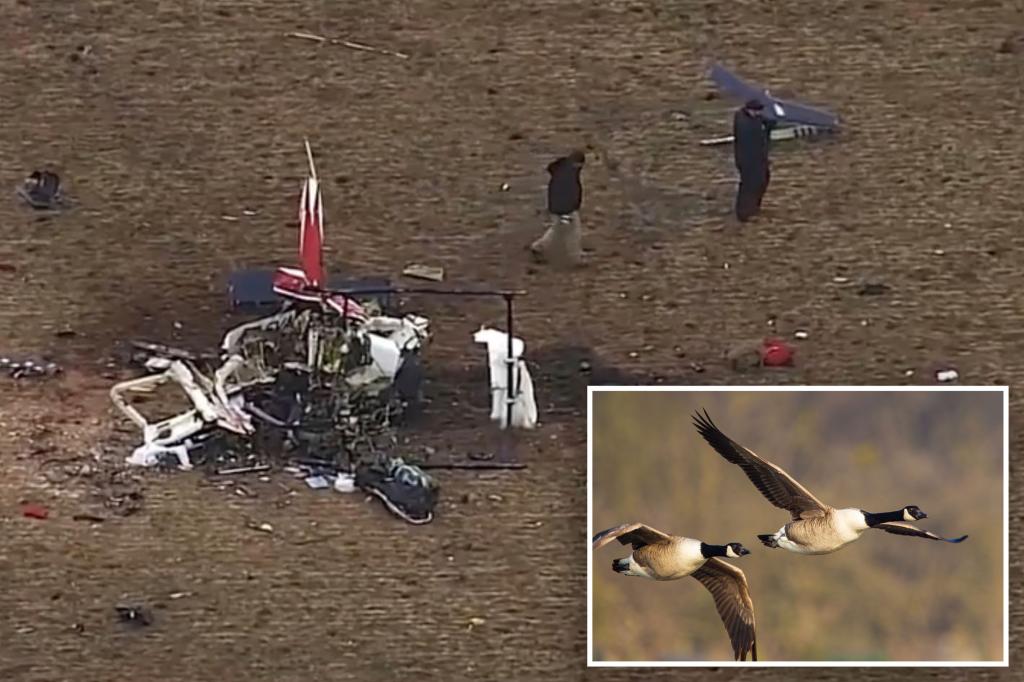 Dead goose found in flight control system of crashed medical helicopter that killed 3: report