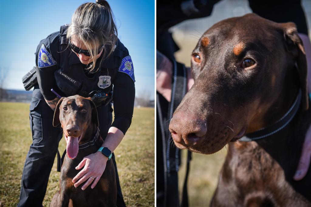 Doberman with zip-tie around snout rescued and adopted by Indiana police officer