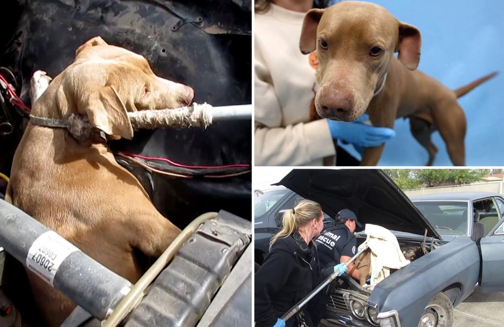 Dog gets stuck inside classic muscle car’s engine while chasing cat