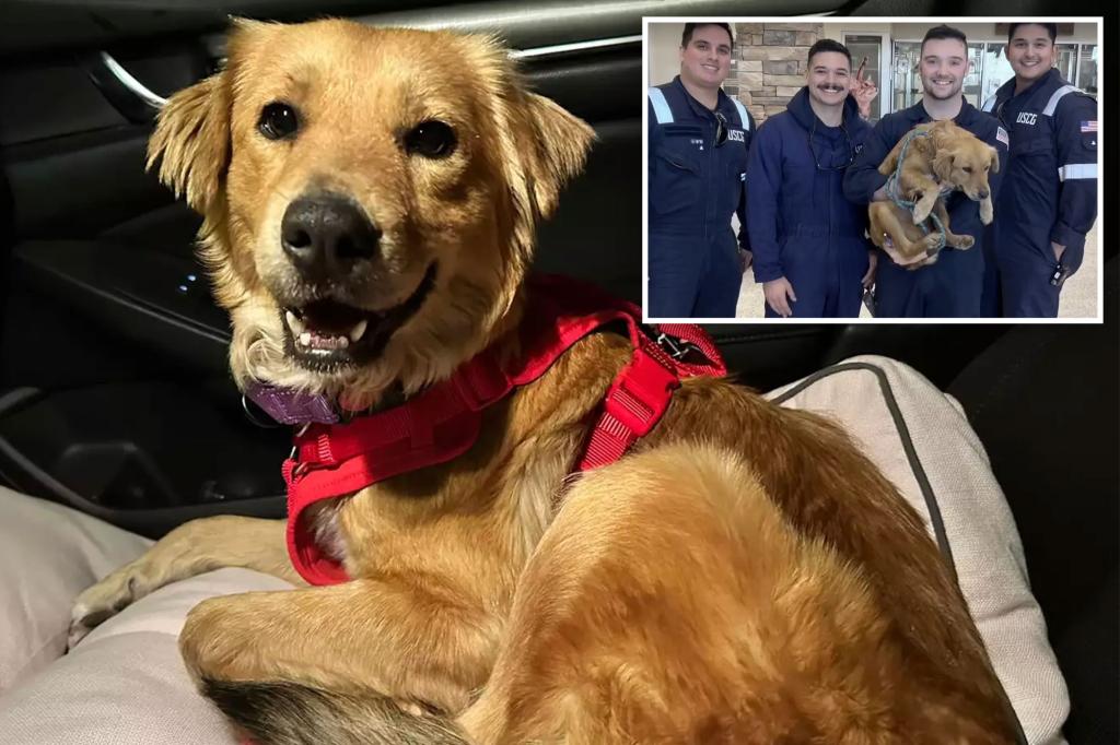 Dog rescued by Coast Guard after spending 8 days trapped in shipping container is pregnant