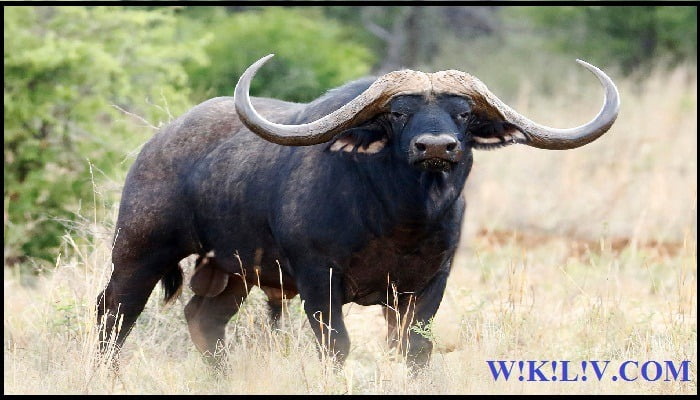 essay on buffalo