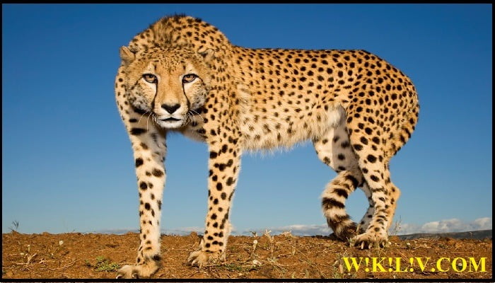 essay on cheetah in english