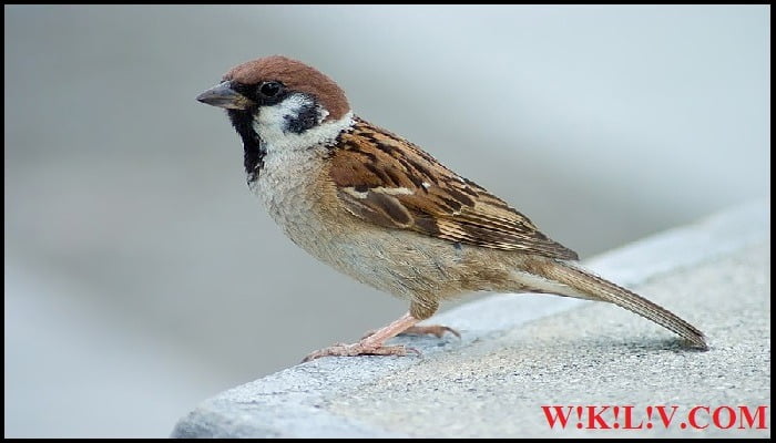 essay on sparrow bird in english