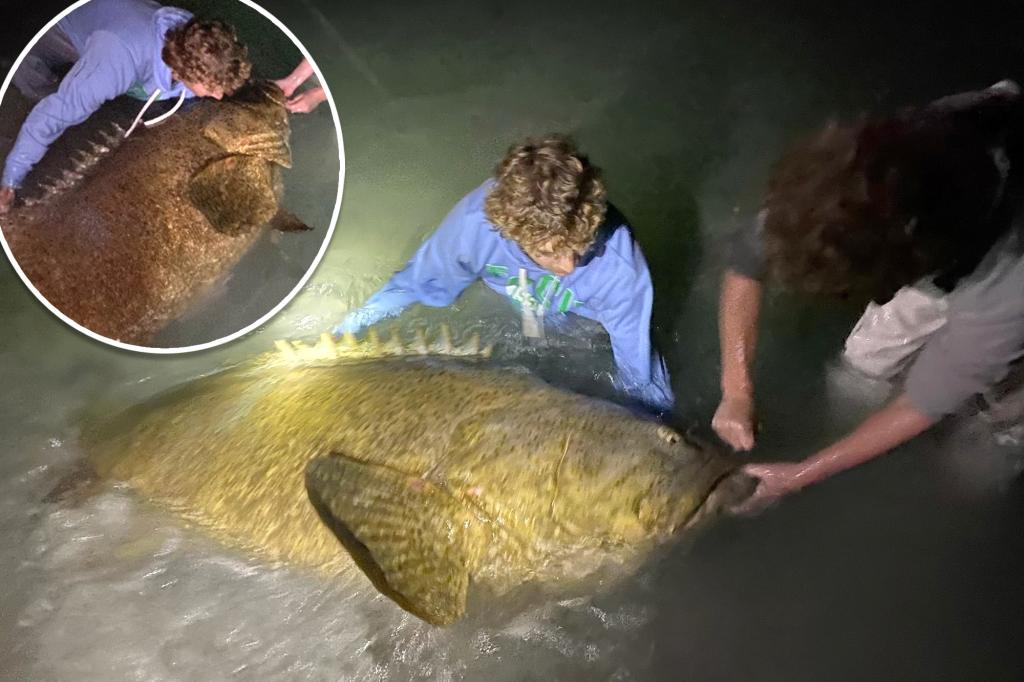 Florida high schooler reels in 250-pound goliath grouper from beach