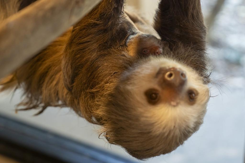 Florida zoo welcomes furry baby Hoffman’s two-toed sloth