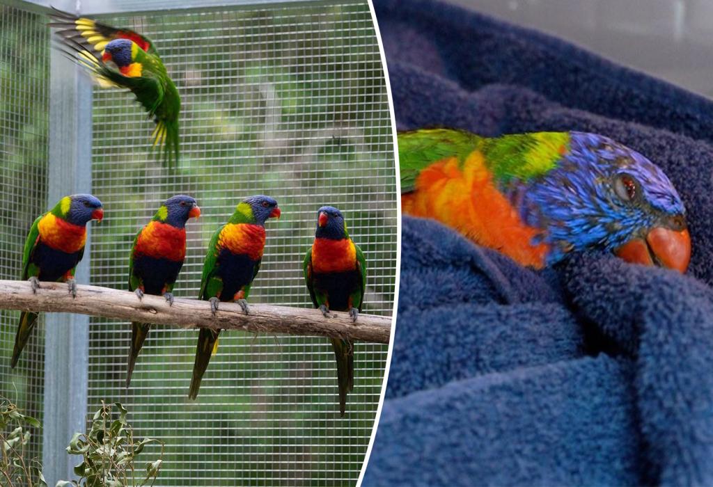 Hundreds of parrots are mysteriously falling from the sky in Australia — here’s why