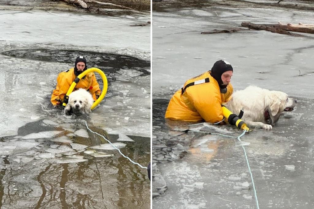 Illinois firefighters save exhausted 120-pound dog trapped in icy pond for 30 minutes