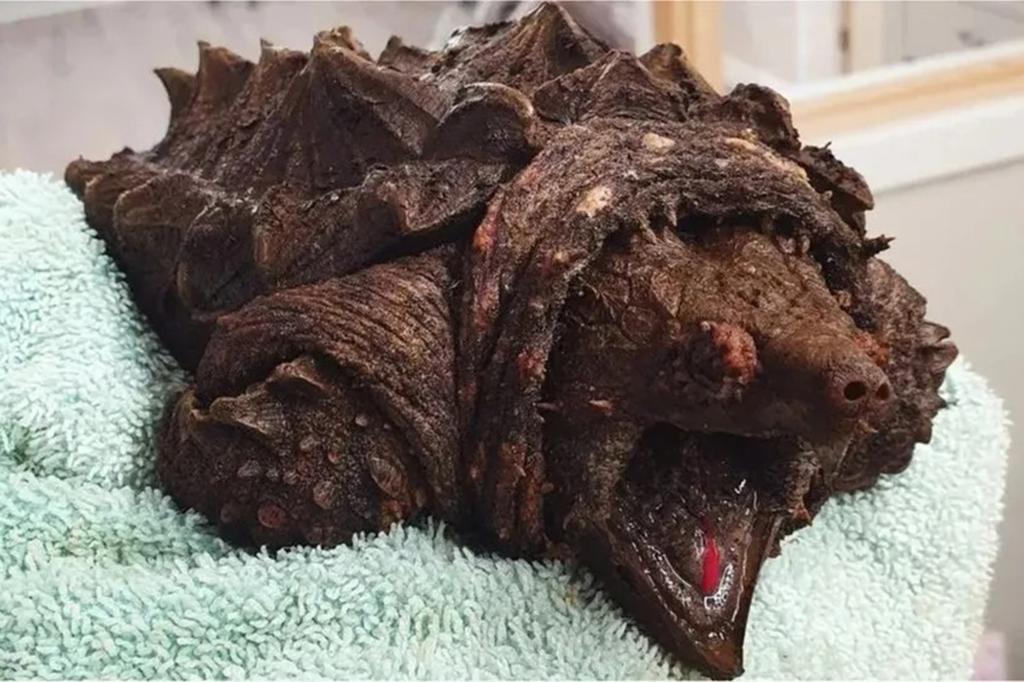 Invasive alligator snapping turtle native to Florida rescued out of lake in England
