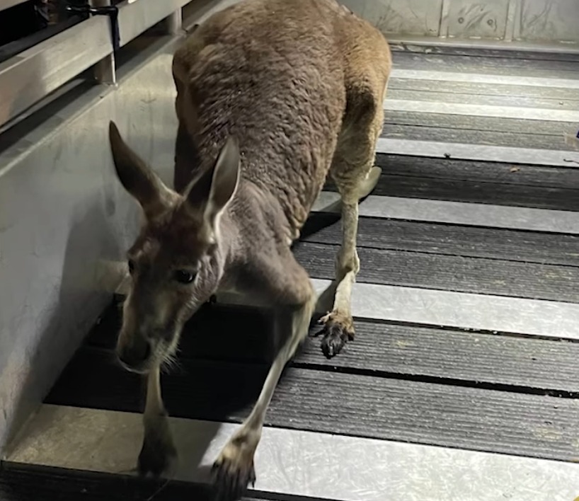 The Hillsborough County Sheriff's Office said they captured an escaped kangaroo at an apartment complex.  (Hillsborough County Sheriff's Office)