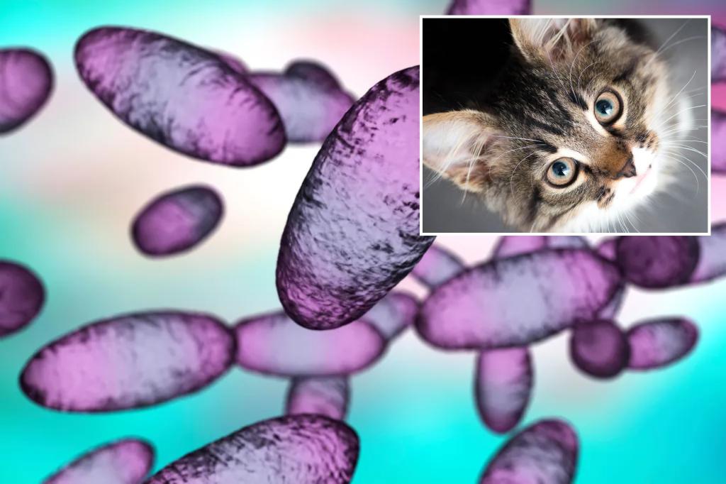 Oregon’s first bubonic plague case in nearly a decade likely came from pet cat