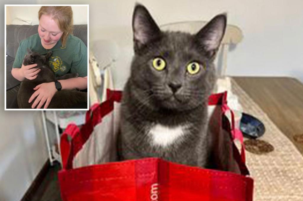 Pennsylvania family reunites with lost cat 3 weeks after multi-car crash in Minnesota