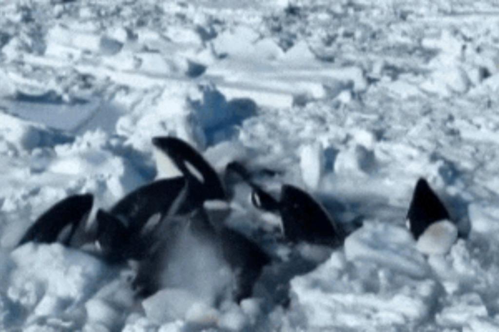 Pod of killer whales disappears after they were seen struggling in sea of ice off Japan’s coast