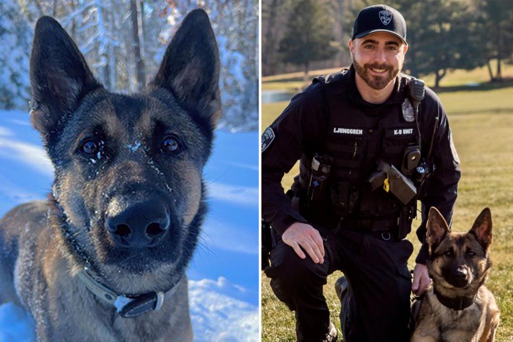 Police dog finds missing child, 12, after tracking them for miles in freezing cold