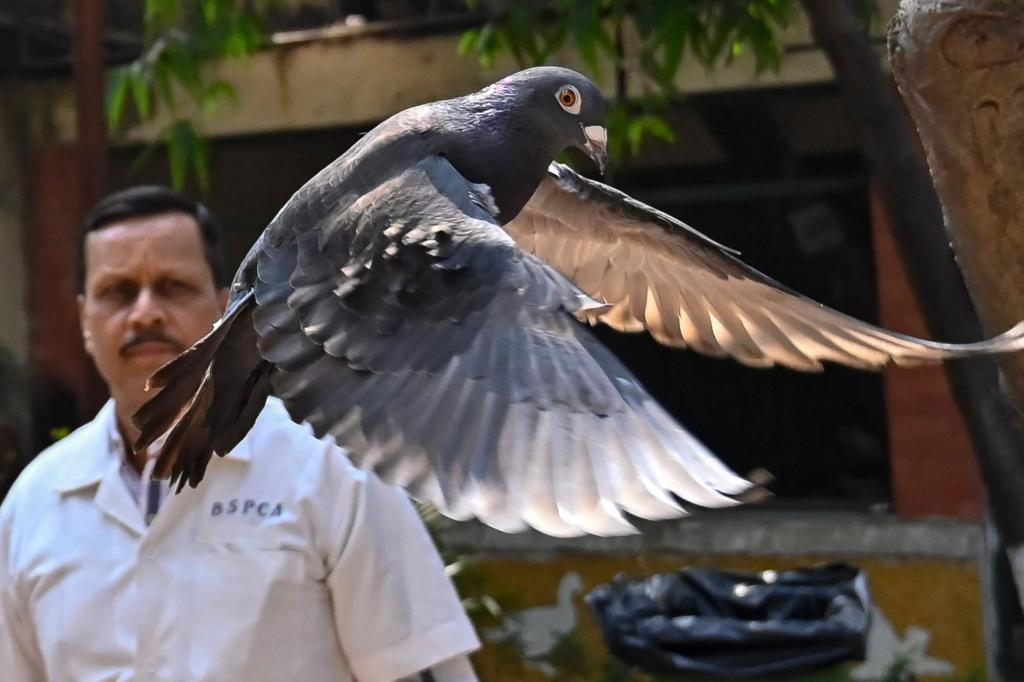 Suspected Chinese spy pigeon freed after 8 months in Indian bird lockup