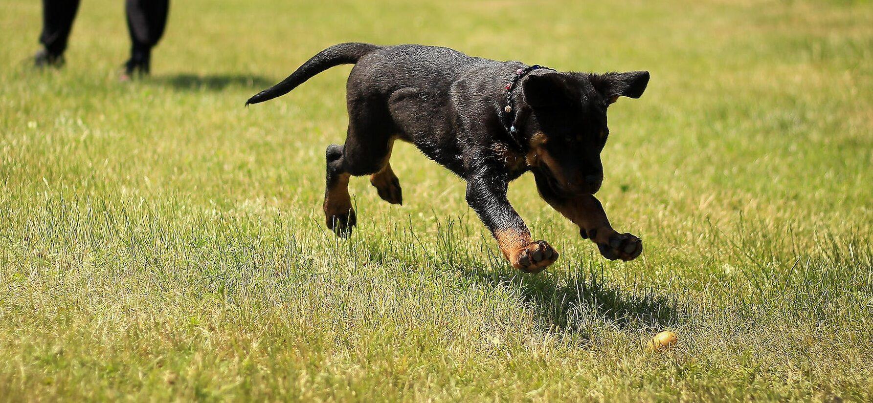 The 2024 Puppy Bowl Loses Its Smallest Ever Player SCHOOL TRANG DAI