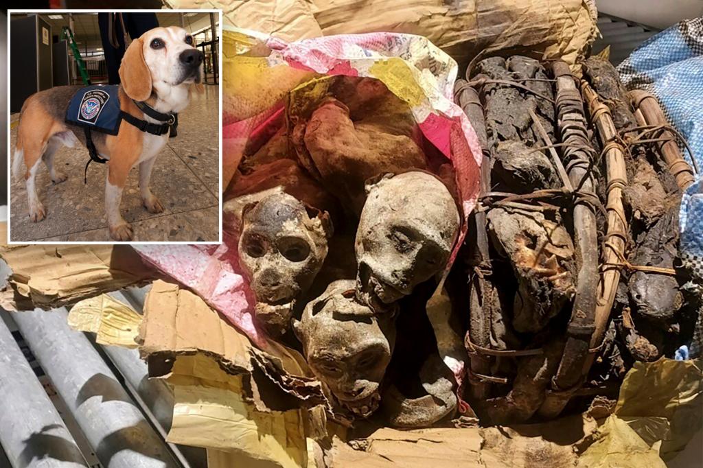 Traveler tries to sneak 4 ‘deceased and dehydrated’ mummified monkeys through Boston airport security, is stopped by dog
