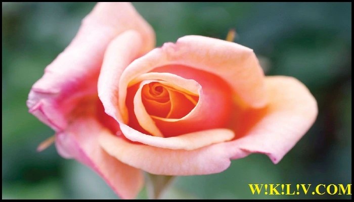 essay on rose flower in english