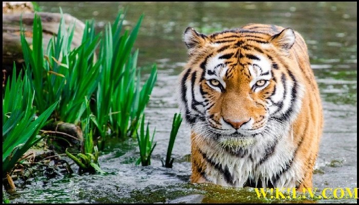 save tiger essay in english