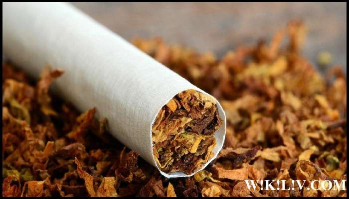 essay on harmful effects of tobacco