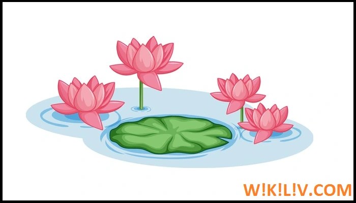 national flower lotus essay in english