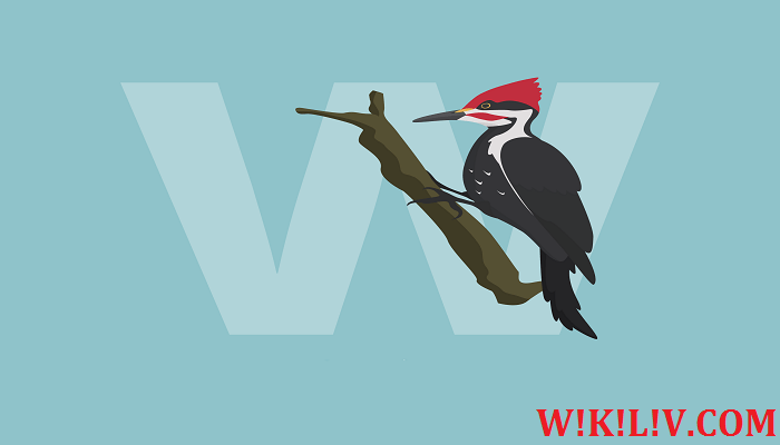 woodpecker information in english