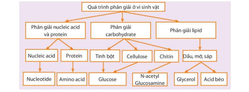 Sơ đồ tư duy Sinh học 10 Bài 19: Quá trình tổng hợp và phân giải ở vi sinh vật và ứng dụng (Cánh diều)