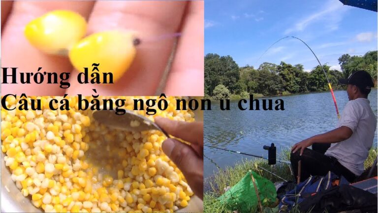 2 Cách ủ ngô câu cá chép sông đơn giản bao dính