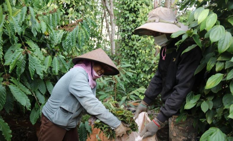 Giá tiêu hôm nay ngày 30/7/2023: Lấy lại đà tăng ở các vùng trọng điểm