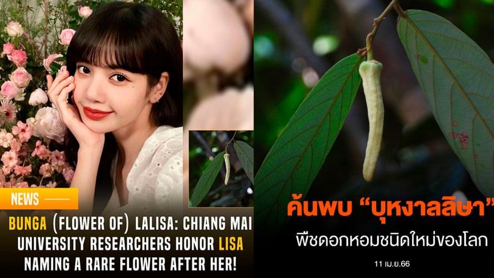 Lisa Blackpink được vinh danh với một loài thực vật mới khám phá ở Thái Lan