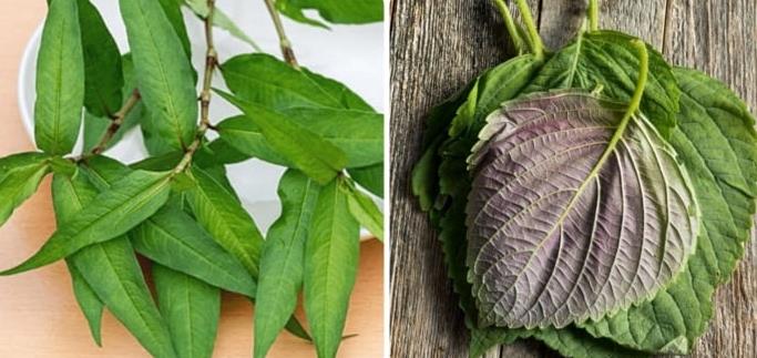 Tiết lộ 5 loại rau thơm giúp "sống khoẻ sống dai" mọc đầy ở vườn nhà