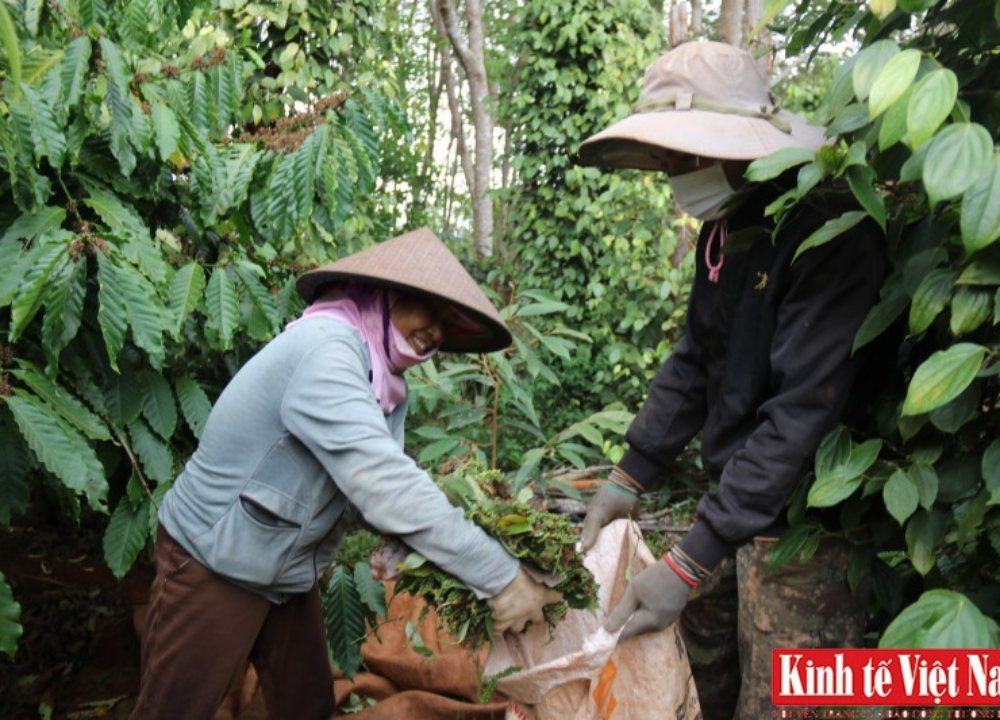 Giá tiêu hôm nay (ngày 13/2/2024): Tăng đồng loạt 500 đồng/kg, cao nhất 84.000 đồng/kg