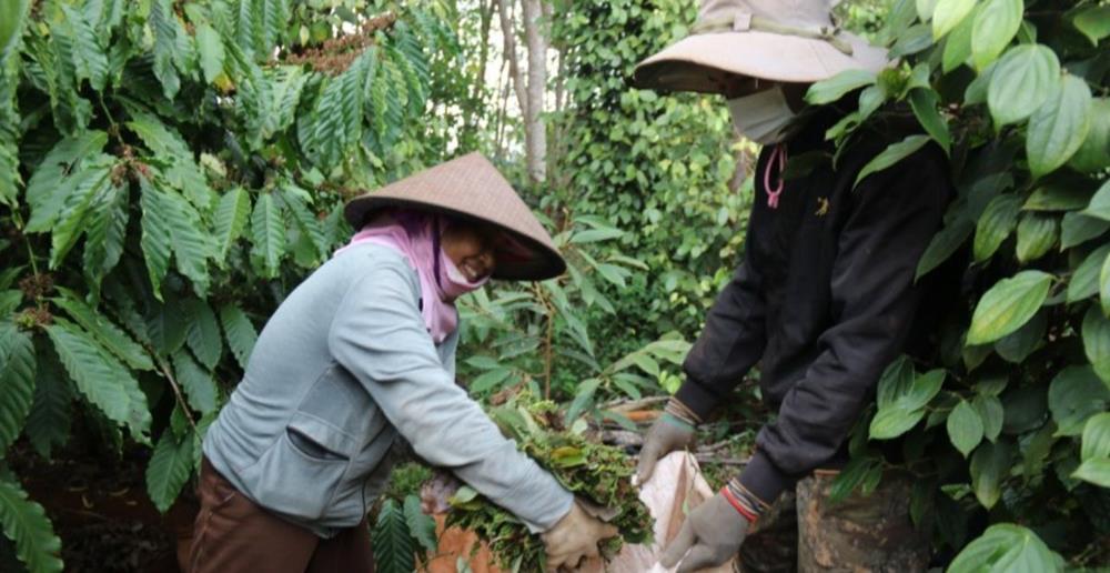 Giá tiêu hôm nay ngày 29/2/2024: Tăng liên tiếp 3 ngày liền, cao nhất 95.000 đồng/kg